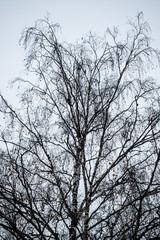 Fototapeta na wymiar Birch tree silhouette on an autumn sky background