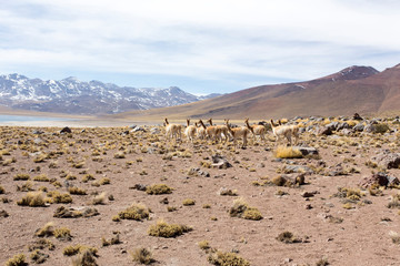 a Guanaco herd in andes