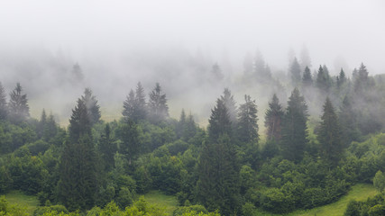green pine forest on a mount slope in a dense fog, wide outdoor background