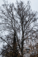 Fototapeta premium Birch tree silhouette on an autumn sky background