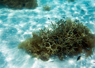 Fototapeta na wymiar Beautiful corals in the reef