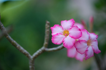 Pink flower of Adenuim or desert rose