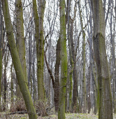 Obraz premium Leafless forest in early spring.