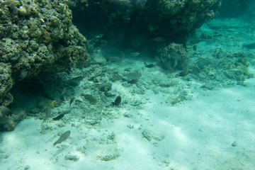 Beautiful corals in the reef