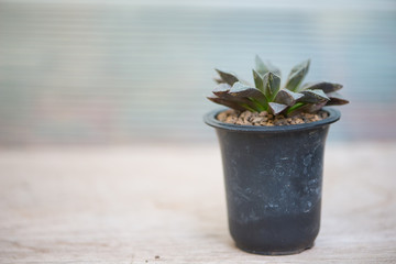 Haworthia cactus in flower pot