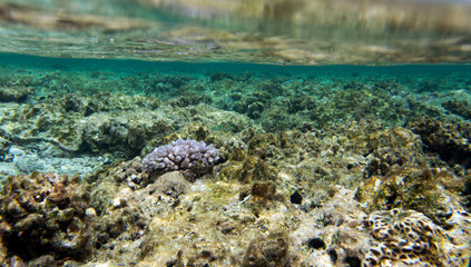 Beautiful corals in the reef