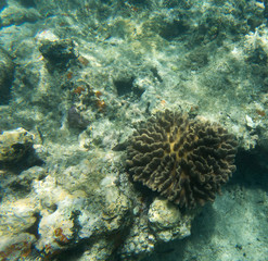 Beautiful corals in the reef