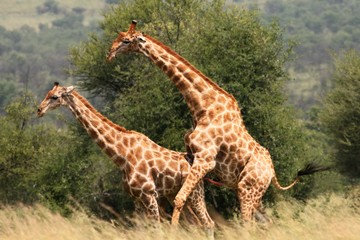 A pair of African giraffe (Giraffa camelopardalis giraffa) coupling in the grassland with green trees in background.