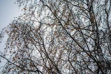 Birch tree silhouette on an autumn sky background