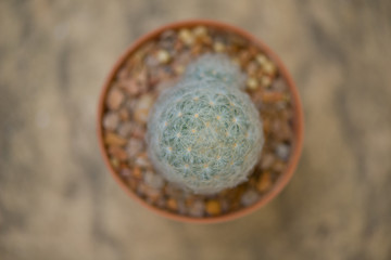 Obraz na płótnie Canvas Mammillaria plumosa cactus in flower pot
