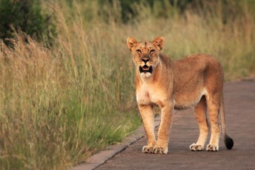 The lioness (Panthera leo) staying on the road in South Africa Safari.
