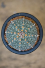 Astrophy asterias cactus in flower pot