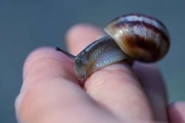 closeup grape snail crawl on the people finger