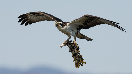 A male Osprey in flight with nesting material.