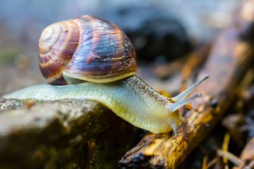 closeup grape snail crawl on the stone