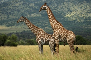 Naklejka na ściany i meble A pair of African giraffe (Giraffa camelopardalis giraffa) coupling in the grassland with green trees in background.