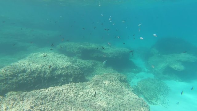 Poissons m&eacute;diterran&eacute;ens dans l'eau pas loin de la plage cala Algaiarens, &agrave; Minorque, dans les &icirc;les Bal&eacute;ares.