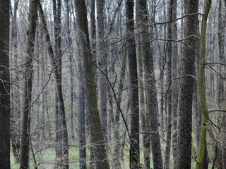 Leafless forest in early spring.