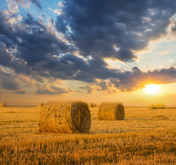 summer wheat field after a harvest at the sunset, countryside agricultural evening scene