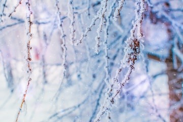 Winter christmas background with tree branches in hoarfrost