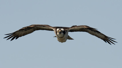 Head-on with an Osprey in flight.