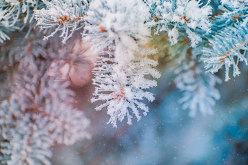 Winter christmas background with spruce branches in hoarfrost and snowflakes