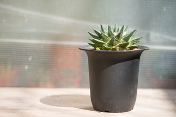 Ariocarpus trigonus cactus in flower pot