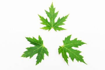 Three green maple leaves, white background, copy space, top view