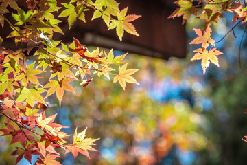 Seasonal limited, autumn maple, in a warm sun, using a telephoto lens to shoot a series of autumn maple