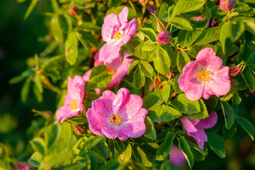 close-up of rosehip flowers in large numbers on a Bush in a natural environment on a field