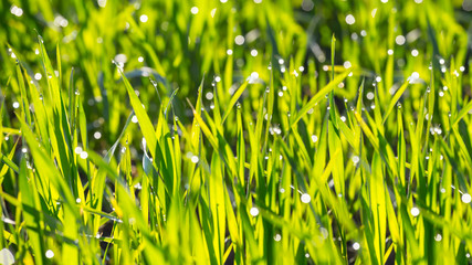 closeup green grass in a water drop, agricultural outdoor background