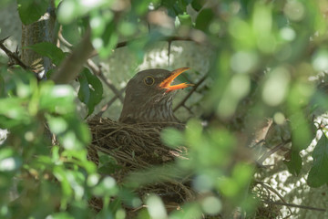 Female Blackbird | Weibliche Amsel