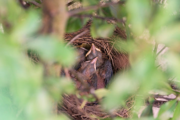 Blackbird nest | Amselnest