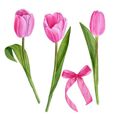Watercolor illustration of pink tulips and bow
