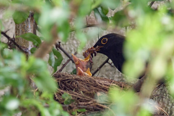 Obraz premium Blackbird nest | Amselnest