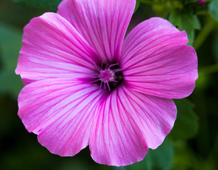 Fototapeta premium Pink lavatera (mallow) flower