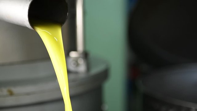 Fresh extra vergin olive oil falling in recipient, extracted olive oil. Production Of Olive Oil, Olive Oil mill industry. Olive oil production process in Puglia, Salento, Italy