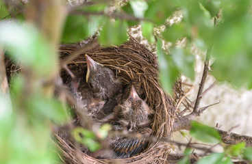 Blackbird nest | Amselnest