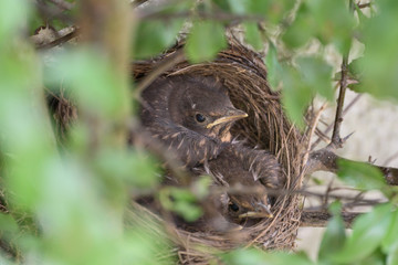 Blackbird nest | Amselnest