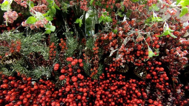 Panning shot of festive holiday red berry's