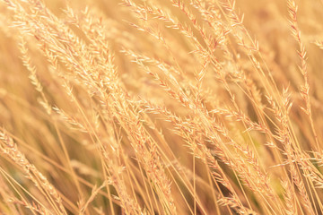 Yellow grass at sunrise, texture, defocus, abstract natural background