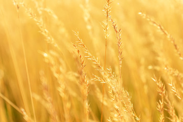 Sunrise, yellow grass in the foreground, closeup, toned