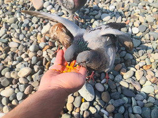 Wild pigeons by the sea, a man feeds pigeons on the azure rocky shore of the sea. Sunny autumn weather at sea