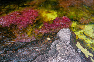 The rainbow river or five colors river is in Colombia one of the most beautiful nature places, is called Crystal Canyon