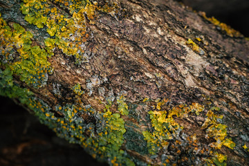 Classic brown wooden background made of natural tree bark. Side view. Old relief rough organic texture with moss close up. The surface of the table for shooting flat lay. Copy space