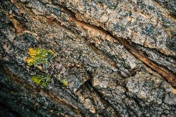 Classic brown wooden background made of natural tree bark. Side view. Old relief rough organic texture with moss close up. The surface of the table for shooting flat lay. Copy space
