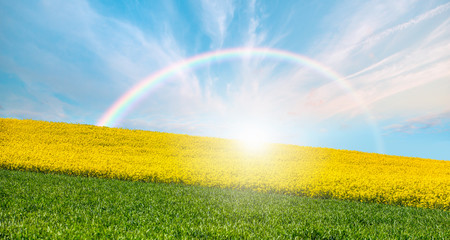 Yellow mustard field landscape industry of agriculture with rainbow - Germany 