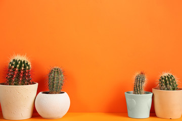 Beautiful cactuses on orange background. Space for text