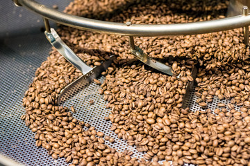 Fresh roasted coffee arabica beans have been cooled down in the cooling bin/tray after completed roasting process.