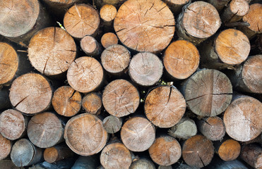 Stack of firewood. Wood logs.